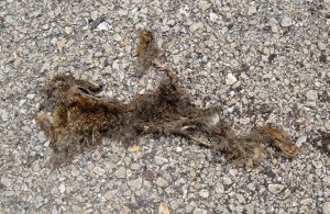 flatrabbitinLockport_realcolr_ArrestDead